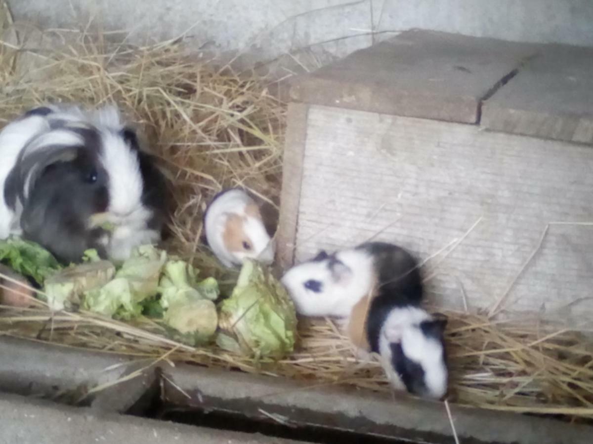 瓦讷La Ferme Du Vincin住宿加早餐旅馆 外观 照片